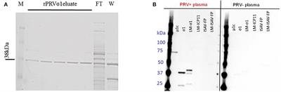 Detection of Salmonid IgM Specific to the Piscine Orthoreovirus Outer Capsid Spike Protein Sigma 1 Using Lipid-Modified Antigens in a Bead-Based Antibody Detection Assay